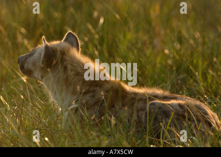 Spotted hyena (Crocuta crocuta) area Mombo, Chief's Island. Okavango Delta. Il Botswana. Africa meridionale. Foto Stock