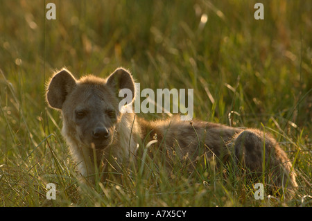 Spotted hyena (Crocuta crocuta) area Mombo, Chief's Island. Okavango Delta. Il Botswana. Africa meridionale. Foto Stock