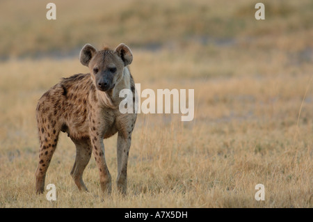 Spotted hyena (Crocuta crocuta) area Mombo, Chief's Island. Okavango Delta. Il Botswana. Africa meridionale. Foto Stock