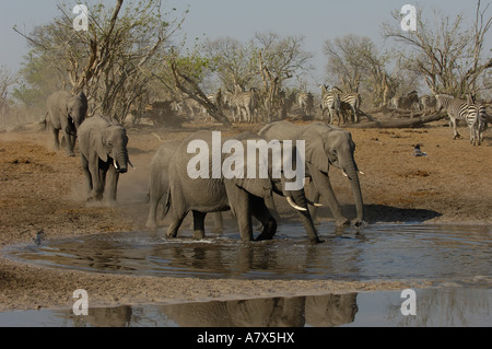 Gli elefanti africani a waterhole con zebra provenienti dalla foresta dietro, canale Savuti nell'area Linyanti. Il Botswana Foto Stock