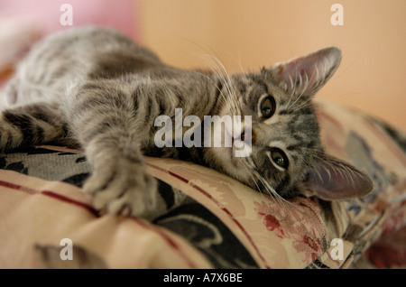 Gattino sdraiato su un cuscino Foto Stock