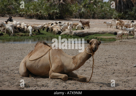 Kenya: Chalbi Desert, Kalacha oasi, 2 cammelli sdraiati al foro per l'acqua Foto Stock