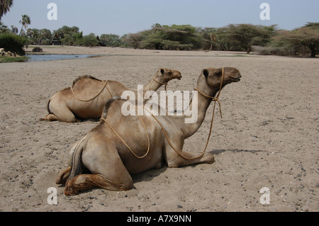 Kenya: Chalbi Desert, Kalacha oasi, 2 cammelli sdraiati al foro per l'acqua Foto Stock