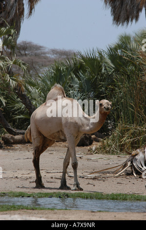 Kenya: Chalbi Desert, Kalacha oasi, cammelli a bere un waterhole, Settembre Foto Stock