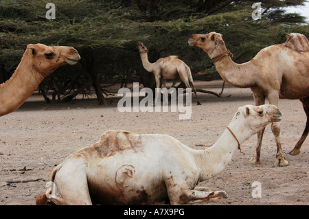 Kenya: Chalbi Desert, Kalacha oasi, quattro cammelli in appoggio e per la navigazione a un waterhole, Settembre Foto Stock