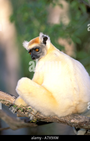 Africa e Madagascar, Daraina. Golden-crowned Sifaka (Propithecus tattersalli) Foto Stock