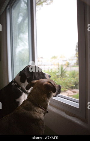 Due cani a guardare fuori dalla finestra Foto Stock