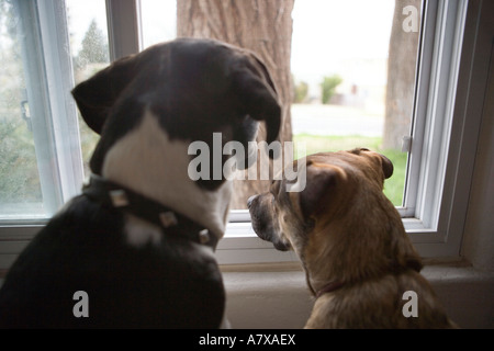 Due cani a guardare fuori dalla finestra Foto Stock