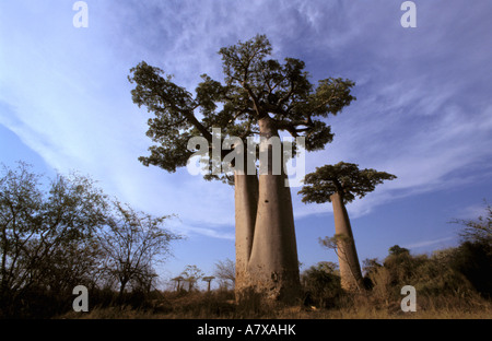 Africa e Madagascar, Morondava, Western foresta secca. (Baobab Adansonia Grandidieri) Foto Stock