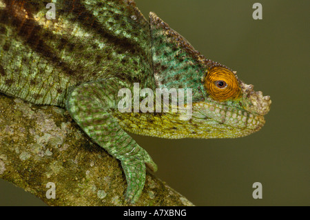 Parson's chameleon eastern foreste pluviali da Ranomafana National Park a sud di Andohahela. MADAGASCAR. Foto Stock