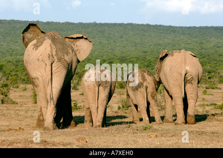 Elefante africano (Loxodonta africana) nell'Addo Elephant Park in Sud Africa Foto Stock