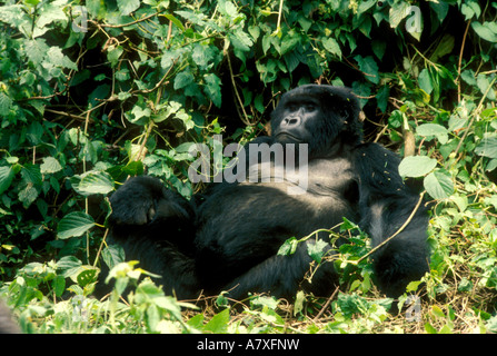 Ruanda, due i gorilla di montagna ("gorilla Gorilla beringei'), marzo. Foto Stock