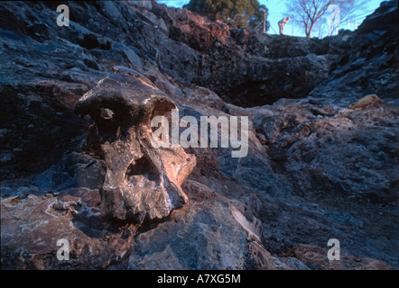 Sud Africa, Klasies River, evoluzione umana, Sterkfontein, STS 505, fossile Foto Stock