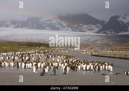 Oziare re pinguini la linea del bordo di una fusione glaciale river a St Andrews Bay sito del re più grande colonia di pinguini Foto Stock