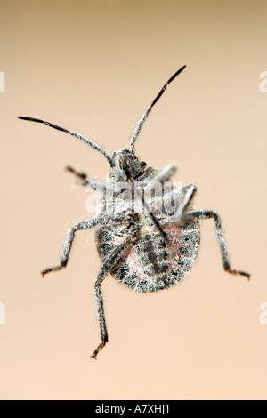 In prossimità della parte inferiore di un bug visto attraverso un vetro di finestra. Foto Stock