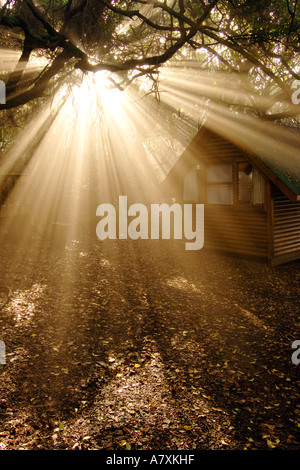 La luce del sole lo streaming attraverso i rami degli alberi nel Tsitsikamma National Park lungo la Garden Route del Sud Africa. Foto Stock