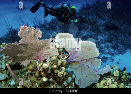 Scuba Diver nuoto passato fan corallo nell'ambiente tropicale marino di Caraibi Cat Island Bahamas Foto Stock