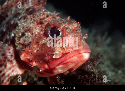 Scorfani Scorpaena porcus ravvicinata di un occhio della testa e della bocca nella baia di Gibilterra Foto Stock