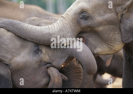 Sri Lanka, elefanti giocare a Pinnewala Elephant orfanotrofio vicino a Kegalle (Elefante maximus) Foto Stock