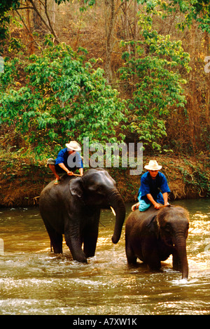 Asia, Thailandia Chiang Mai, Mae Ping Elephant Camp. Elephant formatori prendere gli elefanti nel fiume per rinfrescarsi. Foto Stock