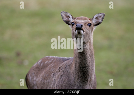 Femmina femmina del cervo sika deer cervus nippon odora di aria per le minacce in un campo su una piccola azienda agricola al di fuori di portadown Foto Stock