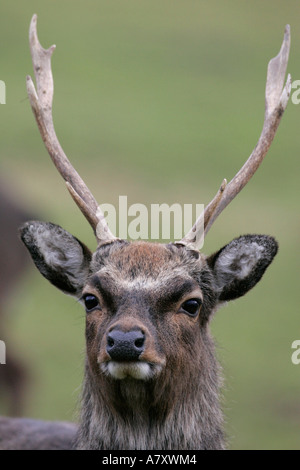 Il cervo maschio di cervi sika cervus nippon con corna testa stretta fino a una piccola azienda agricola al di fuori di portadown Foto Stock