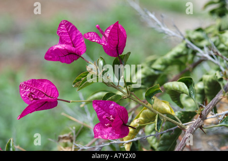 Rosa Bouganville Close Up Foto Stock