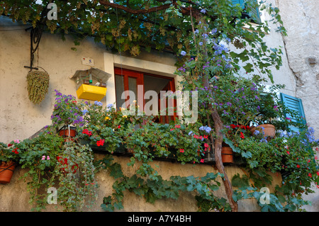 L'Italia, Malcesine, Lago di Garda, uva arbor e fiori di casa privata Foto Stock