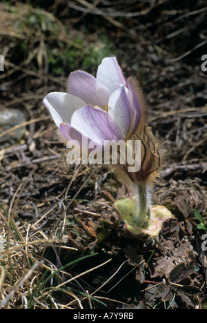 La molla "PASQUE FLOWER Pulsatilla vernalis in stretta verso l'alto. Andorra Foto Stock