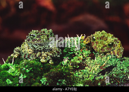 Vietnamita Rane di muschio, Theloderma corticale, nativo per il Vietnam Foto Stock