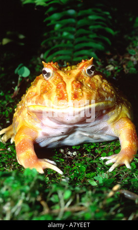 Albino Cranwell il corno Rana, Ceratophrys cranwelli, nessun intervallo naturale Foto Stock