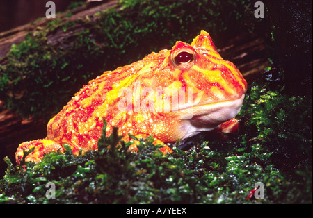 Albino Cranwell il corno Rana, Ceratophrys cranwelli, nessun intervallo naturale Foto Stock