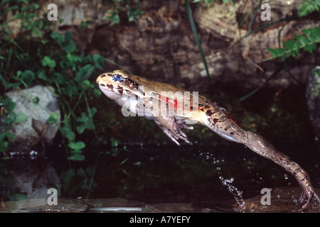 Smokey Jungle Rana, Leptodactylus pentadactylus, nativo di America Centrale, Brasile Foto Stock