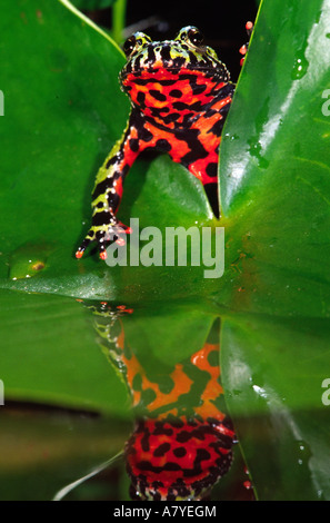 Fire Belly Toad, Bombina orientalis, nativo di N.E. Cina Foto Stock