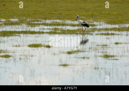 Un Maguari Stork (Ciconia maguari) va in cerca di prede in un campo inondato vicino alla costa sud di Buenos Aires, Argentina. Foto Stock