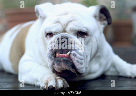 Bulldog inglese staring Foto Stock