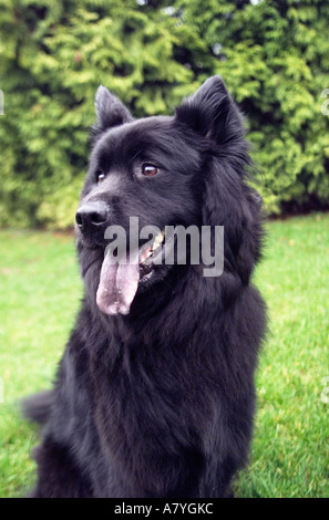 Il nero di razza cane nel cortile posteriore Foto Stock