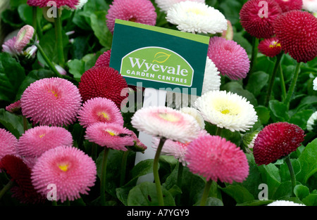 Coloratissima primavera piante biancheria da letto per la vendita in un Wyevale garden center a Brighton in Sussex. Foto Stock