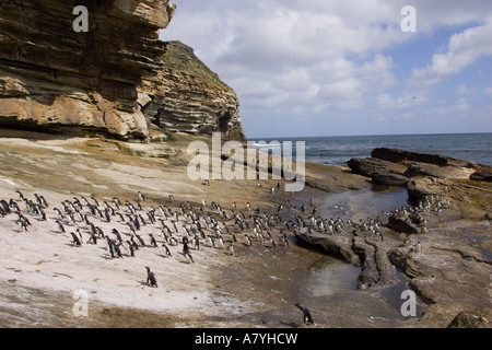 Un branco di pinguini saltaroccia strisciare attraverso un letto di kelp Foto Stock