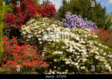 Rhodendendrons e Azalee in fiore di maggio nella classe Leonardslee Gardens, West Sussex, in Inghilterra, Regno Unito Foto Stock