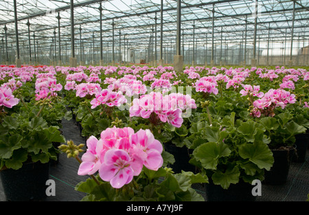 West Sussex, in Inghilterra, Regno Unito. Più righe di colore rosa Pelargoniums essendo coltivati in serra commerciale Foto Stock