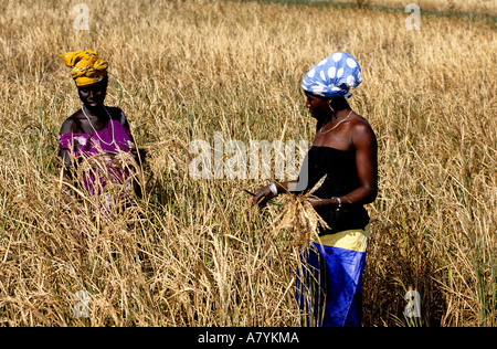 Il Senegal, la Casamance area, le donne che lavorano in ricefields Foto Stock