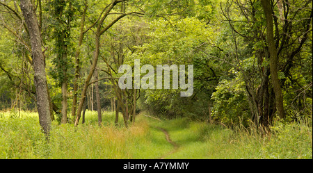 Path through open woods Near Salt Creek Cook County Illinois Foto Stock