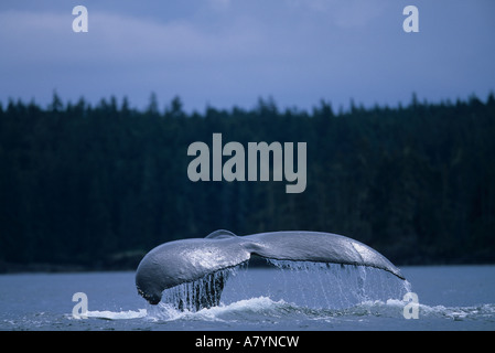 Alaska, Tongass National Forest, Coda passera nera di Humpback Whale (Megaptera novaengliae) scandaglio in Frederick Sound Foto Stock