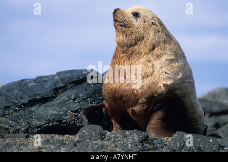 Stati Uniti d'America, Alaska, Tongass National Forest, maschio adulto Steller's Sea Lion (Eumetopias jubatus) seduti sulle rocce sull isola di vela Foto Stock