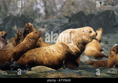 Stati Uniti d'America, Alaska, Tongass National Forest, maschio adulto Steller's Sea Lion (Eumetopias jubatus) seduti sulle rocce sull isola di vela Foto Stock