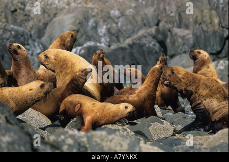 Stati Uniti d'America, Alaska, Tongass National Forest, di Steller leoni di mare (Eumetopias jubatus) riuniti a haulout sull isola di vela Foto Stock