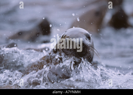 Stati Uniti d'America, Alaska, Tongass National Forest, di Steller leoni di mare (Eumetopias jubatus) sparring in pioggia da haulout sull isola di vela Foto Stock