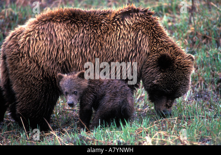Stati Uniti d'America, Alaska Denali National Park, Orso grizzly sow e cub (Ursus arctos) in pioggia sulla tundra vicino a Thorofare Pass Foto Stock
