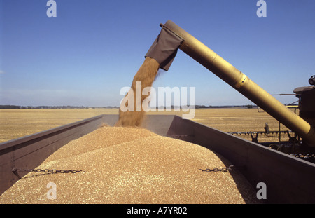 Macchina mietitrebbiatrice scaricare la granella in scomparti di rimorchio Foto Stock